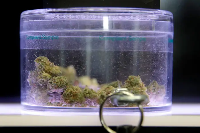 Marijuana buds in a plastic container, under lock and key